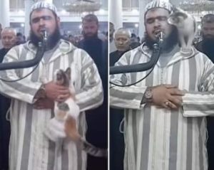 cat jumps on imam