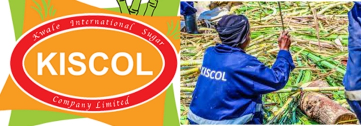 kiscol-collage