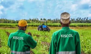 kiscol