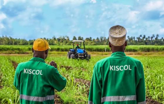 kiscol